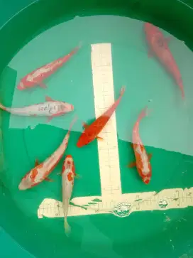 Ikan koi jenis Shusui 17cm Prospek Bagus
