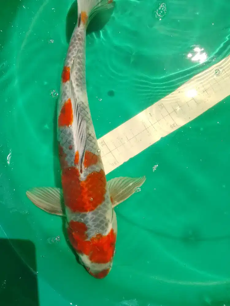 Ikan koi jenis Kage Showa 42cm male