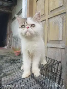 kucing Persia peaknose