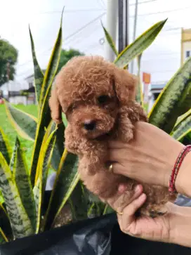 Jual anakan poodle