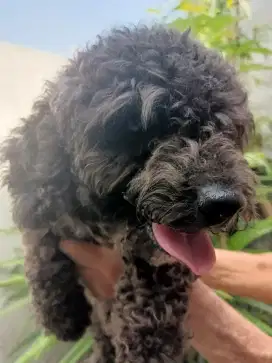 pejantan poodle dark silver