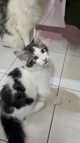 Anak Kucing Mainecoon PED CFA GOOD QUALITY
