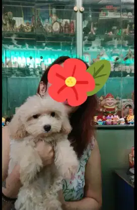 Toy poodle apricot betina