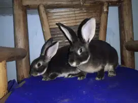 DIJUAL KELINCI REXX