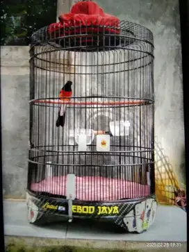 Jual murai seri f  pulset