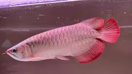 Arowana super red 45cm SPECIAL