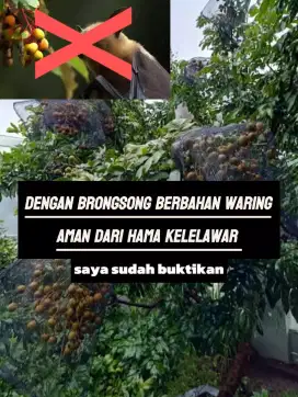 Brongsong buah kelengkeng