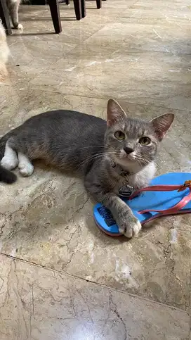 Kucing Persia x Dom