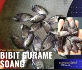 Bibit gurame soang paket isi 50ekor ukuran  nguku