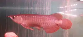 Arowana super red 24-25cm