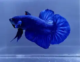 ikan cupang giant blue jumbo bo 5,5 cm