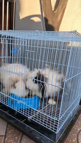 Kelinci Hias Fuzzy Lop