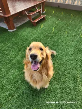 Pejantan Anjing Golden untuk Kawin