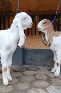 sepasang bibit kambing etawa 4 bulanan 1 jantan 1 betina siap ternak