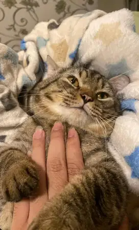 Munchkin BSH Jantan dewasa