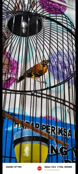 Red siskin dilute 600/500 clasic 500/450