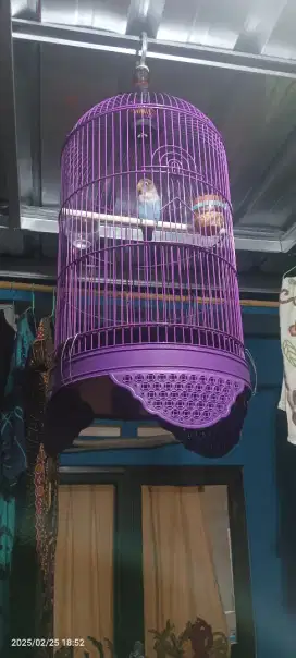 Dijual burung prestasi