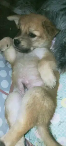 Anak anjing mix Maltese. Bapaknya Maltese emaknya mini pincher.jantan