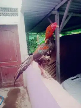 Ayam shamo Jepang petarung win 5 x vidio adu ada pejantan adu ok jumbo