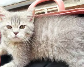 Kucing BSH Betina Lucu