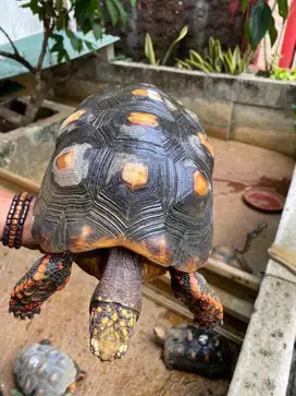 Red foot Tortoise no 2