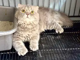Termurah scottish fold big bone jdhin bsh exo munchkin name denza