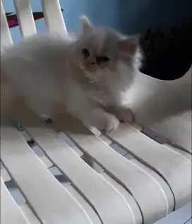 Kucing jantan persia pesek