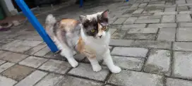 Lepas adopt persia betina (colico)