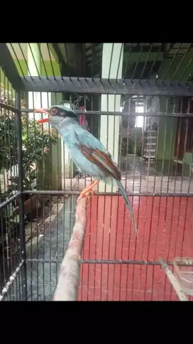 Burung jovin plus kandang