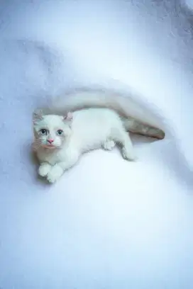 Kucing Kitten Cebol Curly Betina