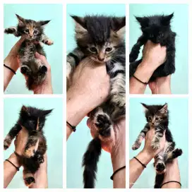 LA Kitten MC non ped