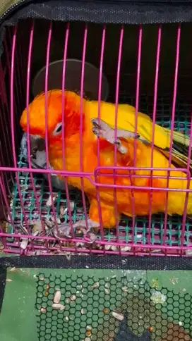 Sunconure high yellow