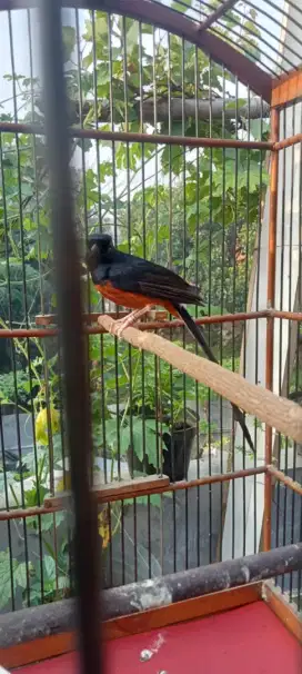 Burung murai medan