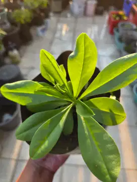 Pohon ginseng jawa
