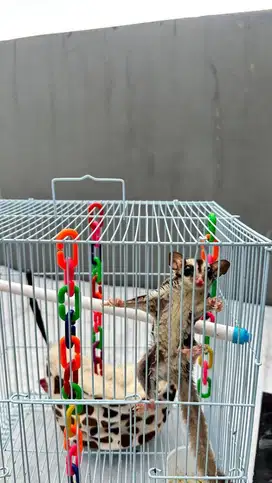 di jual sugar glider