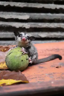 Sugar glider clasic grey