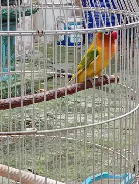 Love bird betina harian ngekek/ grecek