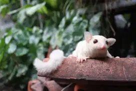 Sugar glider cremino