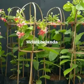 Pohon melati belanda / aqualis
