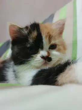 BRITISH SHORTHAIR CALICO