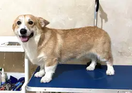 Available Welsh Corgi - 9 months old