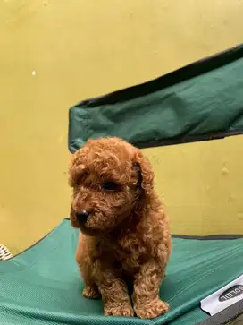 Red Toy Poodle usia 1,5 bulan