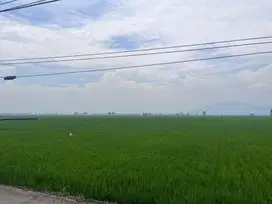 DIJUAL CEPAT SAWAH SAPAN (ADA 2)