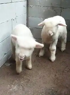 sepasang bibit domba merino hias 4 bulanan super shaun the sheep puas