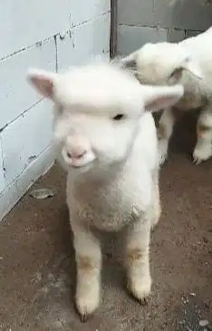 sepasang anakan domba hias merino 4 bulanan super unggulan exotik unik