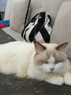 Pacak Kucing Mix Ragdoll