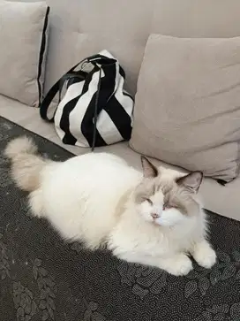 Pacak Kucing Mix Ragdoll