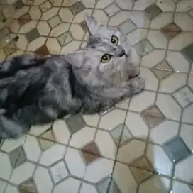 Lepas Adop Kucing Persia Medium mix ash
