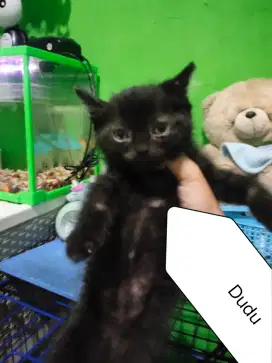 Kitten munchkin ns