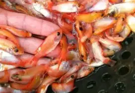 jual bibit ikan nila bangkok merah paketan isi 30ekor ukuran 2jri